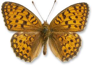 Argynnis niobe_samiec.jpg