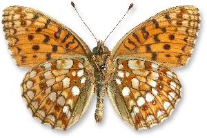 Argynnis niobe_samiec_spod.jpg