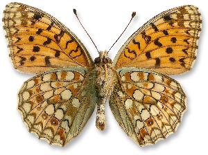 Argynnis niobe_samiec_spod.jpg