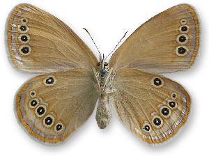 Coenonympha oedippus_samica_spod.jpg