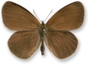 Coenonympha oedippus_samiec.jpg