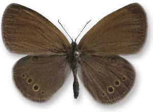 Coenonympha oedippus_samiec.jpg