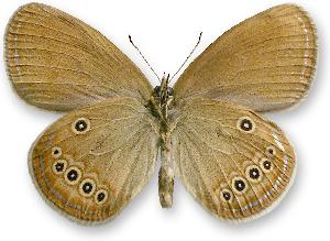 Coenonympha oedippus_samiec_spod.jpg