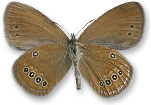 Coenonympha oedippus_samiec_spod.jpg