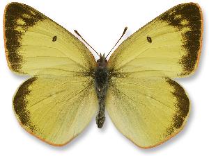 Colias palaeno_f. illgneri.jpg