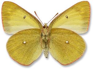 Colias palaeno_f. illgneri_spod.jpg