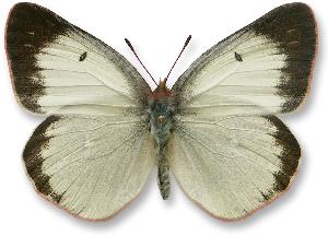 Colias palaeno_samica_biala.jpg