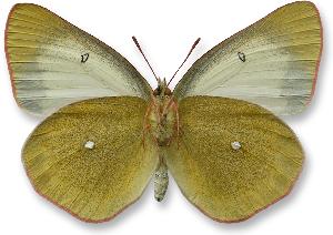 Colias palaeno_samica_spod.jpg