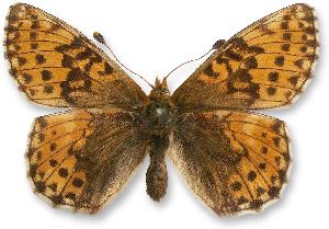 Boloria pales_samica.jpg