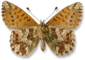 Boloria pales_samica_spod.jpg