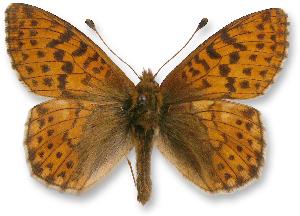 Boloria pales_samiec.jpg