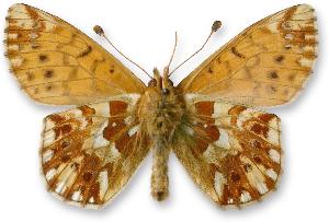 Boloria pales_samiec_spod.jpg