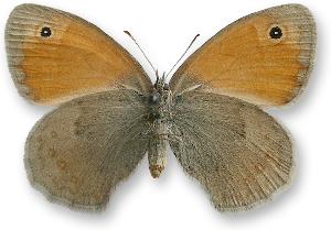 Coenonympha pamphilus_samica_spod.jpg