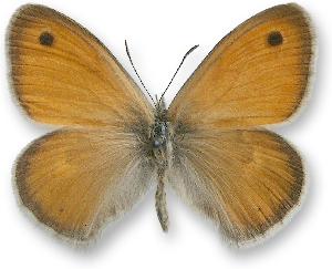 Coenonympha pamphilus_samiec.jpg