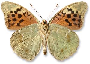 Argynnis pandora_samiec_spod.jpg