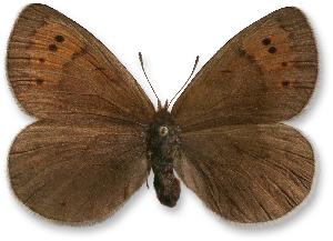 Erebia pandrose_samica.jpg