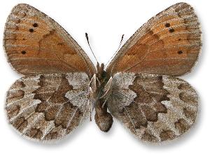 Erebia pandrose_samica_spod.jpg