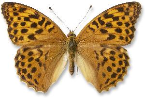 Argynnis paphia_samica.jpg