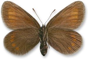 Erebia pharte_samica_spod.jpg