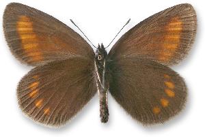 Erebia pharte_samiec_spod.jpg