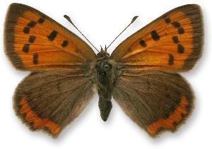 Lycaena phlaeas - samica