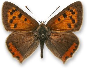 Lycaena phlaeas - samiec