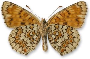 Melitaea phoebe - samica - spód