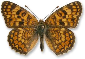 Melitaea phoebe - samiec