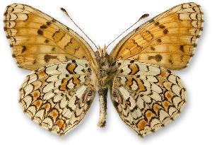 Melitaea phoebe - samiec - spód