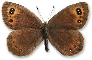 Erebia pronoe_samica.jpg