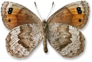 Erebia pronoe_samica_spod.jpg