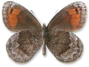 Erebia pronoe_samiec_spod2.jpg