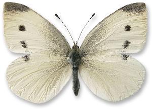 Pieris rapae - samica