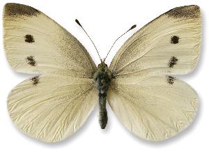 Pieris rapae - samica