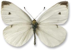 Pieris rapae - samiec