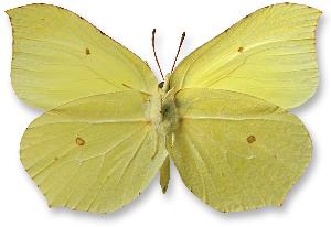 Gonepteryx rhamni_samiec_spod.jpg