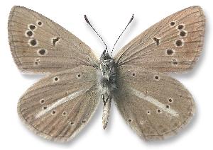 Polyommatus ripartii - samiec - spód