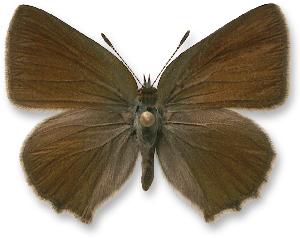 Callophrys rubi_samiec.jpg