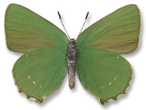 Callophrys rubi_samiec_spod.jpg