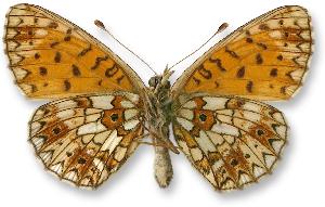 Boloria selene_samica_spod.jpg