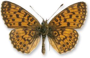 Boloria selene_samiec.jpg