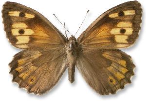 Hipparchia semele - samica