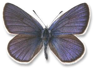 Polyommatus semiargus - samiec