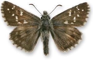 Pyrgus serratulae - samiec