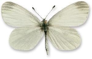 Leptidea sinapis - samica