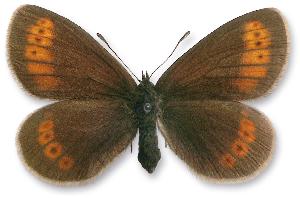 Erebia sudetica_samica.jpg