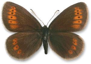 Erebia sudetica_samiec.jpg