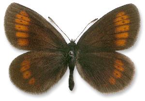 Erebia sudetica_samiec.jpg