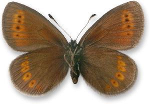 Erebia sudetica_samiec_spod.jpg