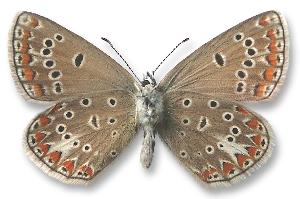 Polyommatus thersites - samica - spód